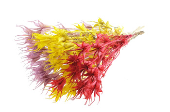 CZARNUSZKA ORIENTALNA MIX KOLORÓW (Nigella orientalis) suszki dekoracyjne kwiaty na stroiki suchy bukiet do wazonu