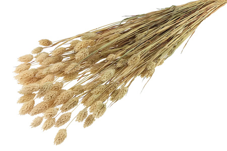 KANAR KOLOR NATURALNY DŁUGI PĘCZEK niebarwiony trawa ozdobna Phalaris canariensis mozga kanaryjska