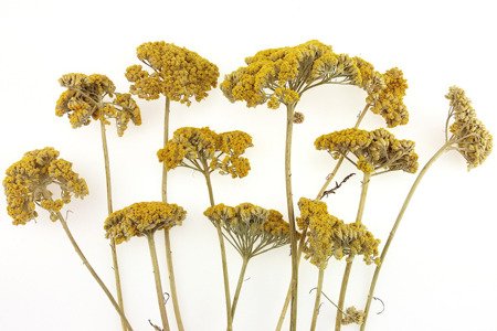 KRWAWNIK WIĄZÓWKOWATY KOLOR ŻÓŁTY (Achillea filipendulina) naturalne kwiaty suszone niebarwiony susz roślinny do dekoracji