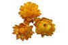 KOCANKA SUSZONA MIX ŻÓŁTY (suchołuska, nieśmiertelnik, Helichrysum) kwiaty suszone suszki dekoracyjne