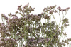ZATRWIAN KOLOR NATURALNY BLADOWRZOSOWY (Limonium) suszone kwiaty suszki ozdobne na bukiety